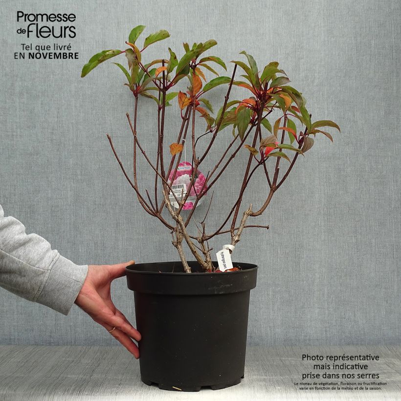 Example of Rispenhortensie Vanille Fraise - Hydrangea paniculata Topf mit 7,5L/10L as you get in automne