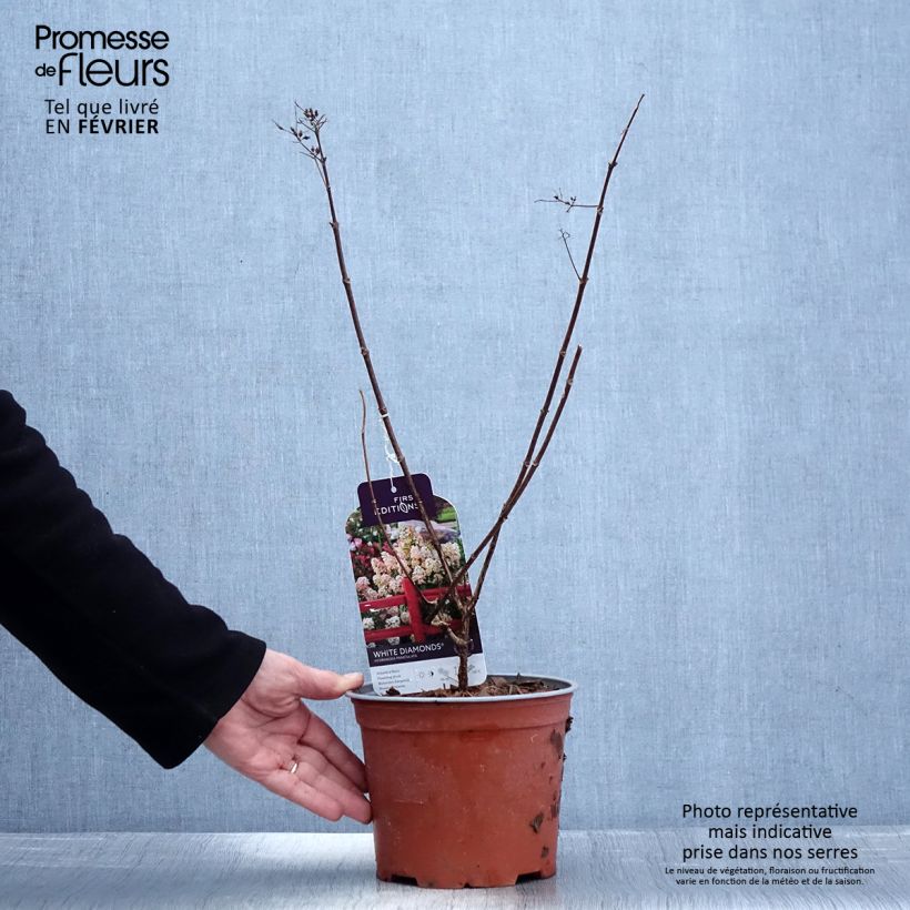 Exemplar von Rispenhortensie White Diamond - Hydrangea paniculata Topf mit 3L/4L wie im Winter geliefert