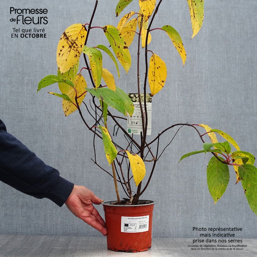 Example of Rispenhortensie White Moth - Hydrangea paniculata Topf mit 2L/3L as you get in automne