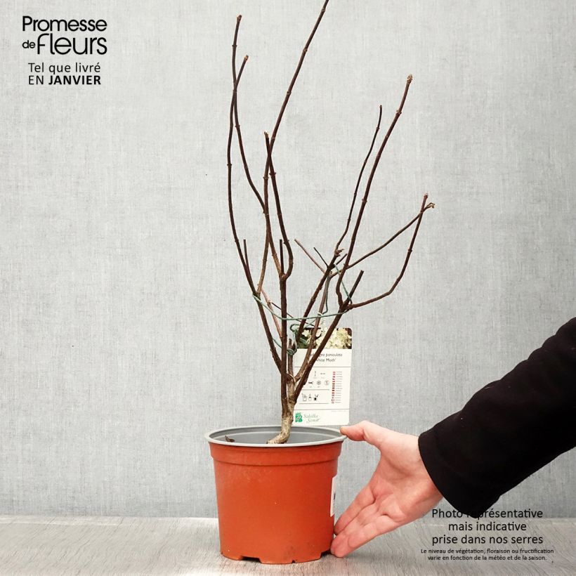 Exemplar von Rispenhortensie White Moth - Hydrangea paniculata Topf mit 2L/3L wie im Winter geliefert