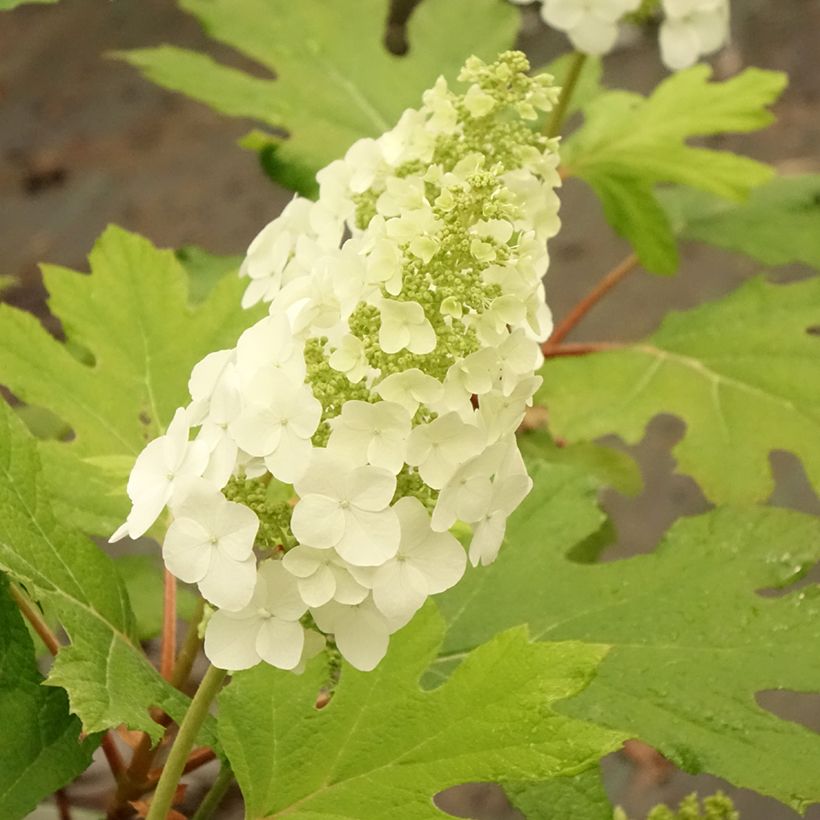 Eichenblatt-Hortensie Applause - Hydrangea quercifolia (Flowering)