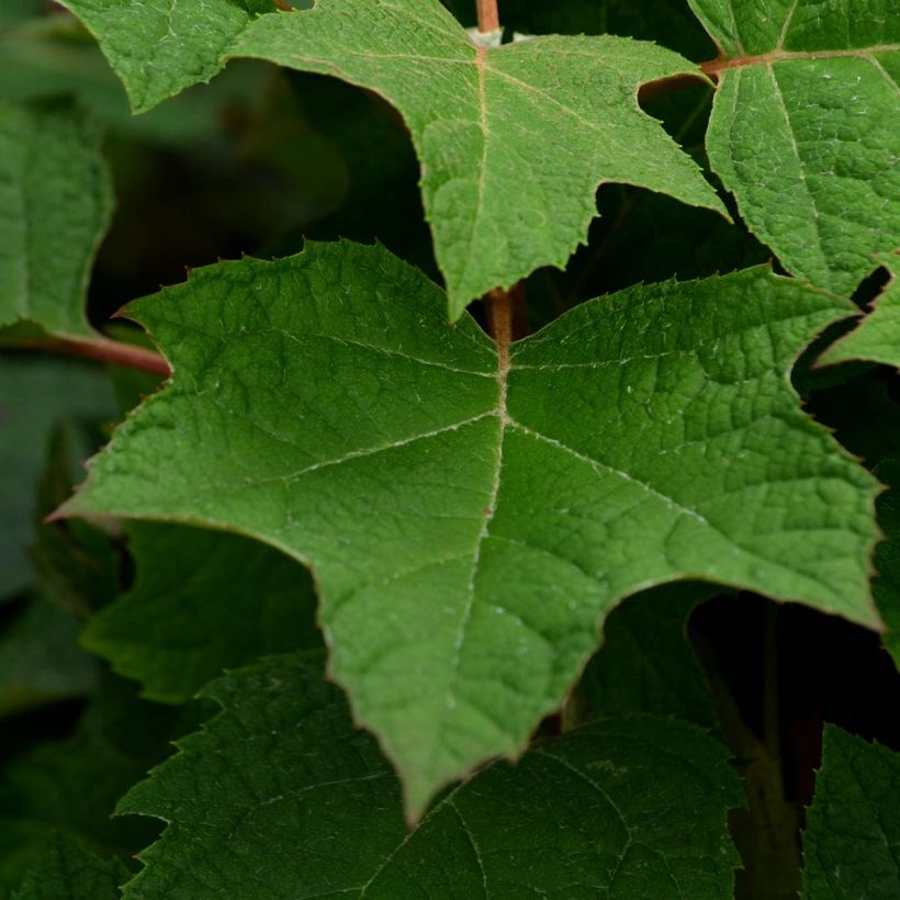Eichenblatt-Hortensie Harmony - Hydrangea quercifolia (Foliage)