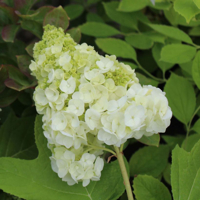 Eichenblatt-Hortensie Harmony - Hydrangea quercifolia (Flowering)