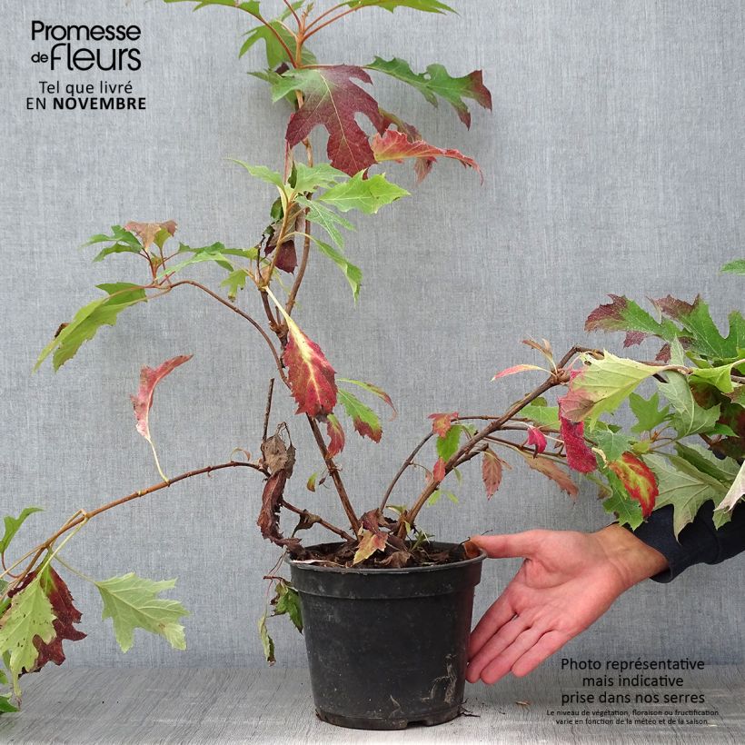 Example of Eichenblatt-Hortensie Ice Crystal - Hydrangea quercifolia Topf mit 4L/5L as you get in automne