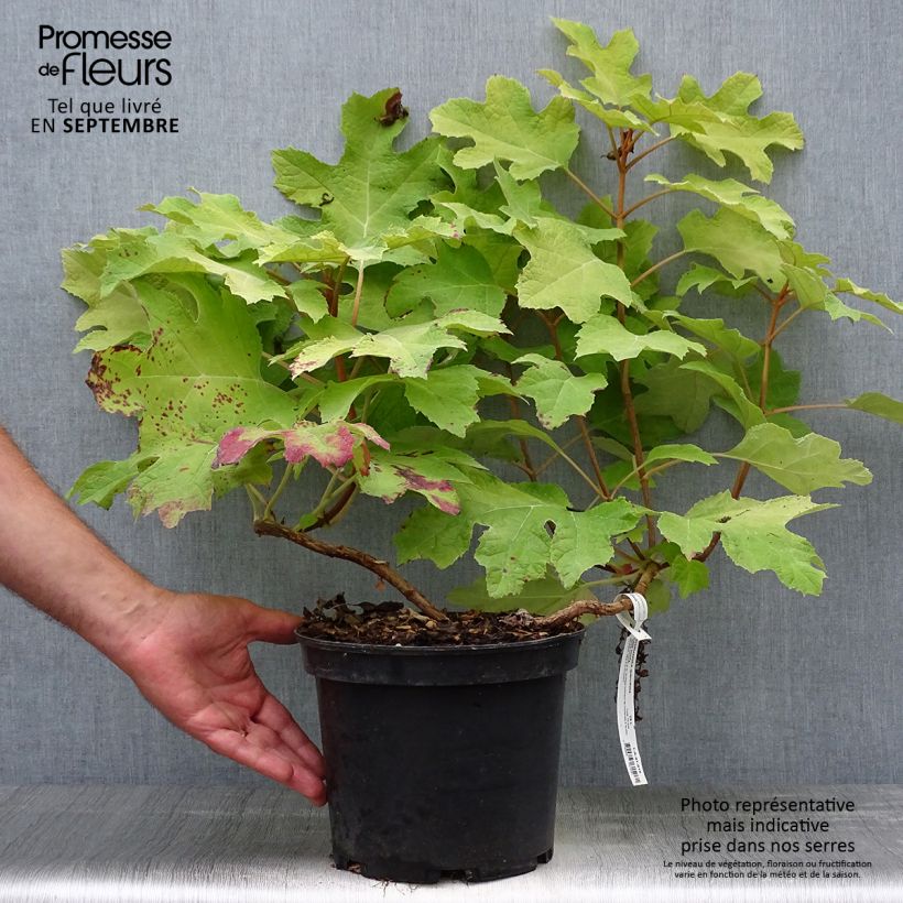 Example of Eichenblatt-Hortensie Little Honey - Hydrangea quercifolia Topf mit 4L/5L as you get in automne