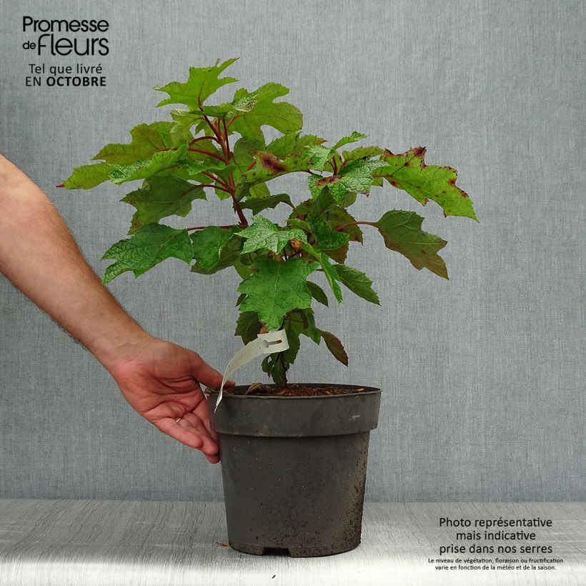 Example of Eichenblatt-Hortensie Ruby Slippers - Hydrangea quercifolia Topf mit 3L/4L as you get in automne