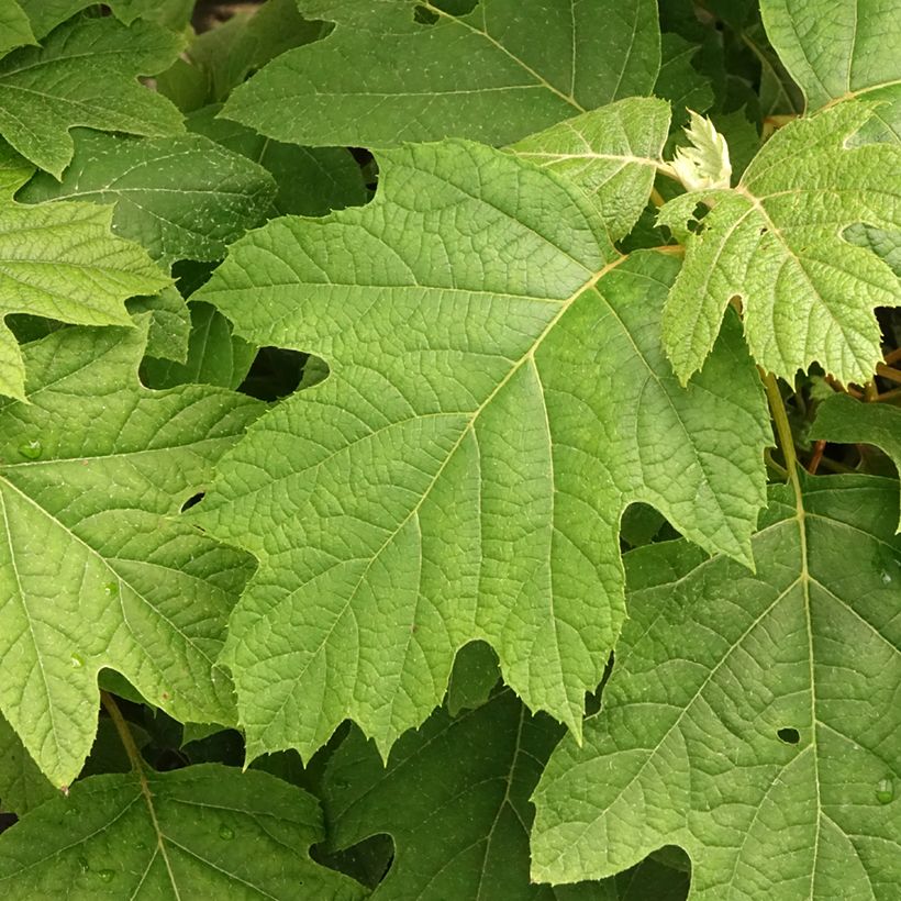 Eichenblatt-Hortensie Snowflake - Hydrangea quercifolia (Foliage)