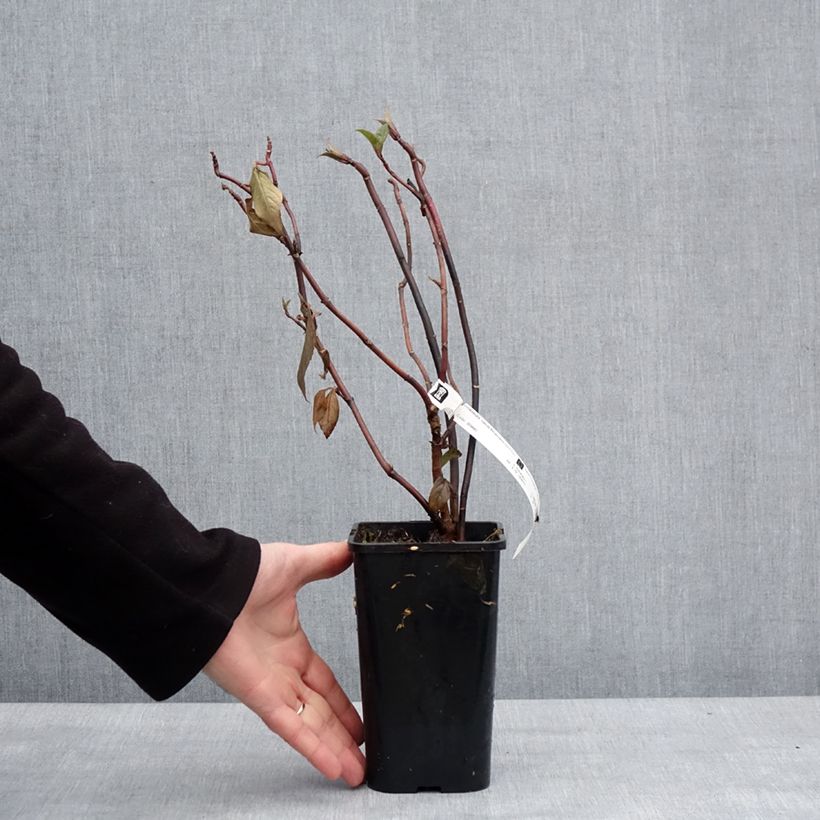 Example of Hydrangea Renaissance - Hortensie Topf mit 1,5L/2L as you get in hiver
