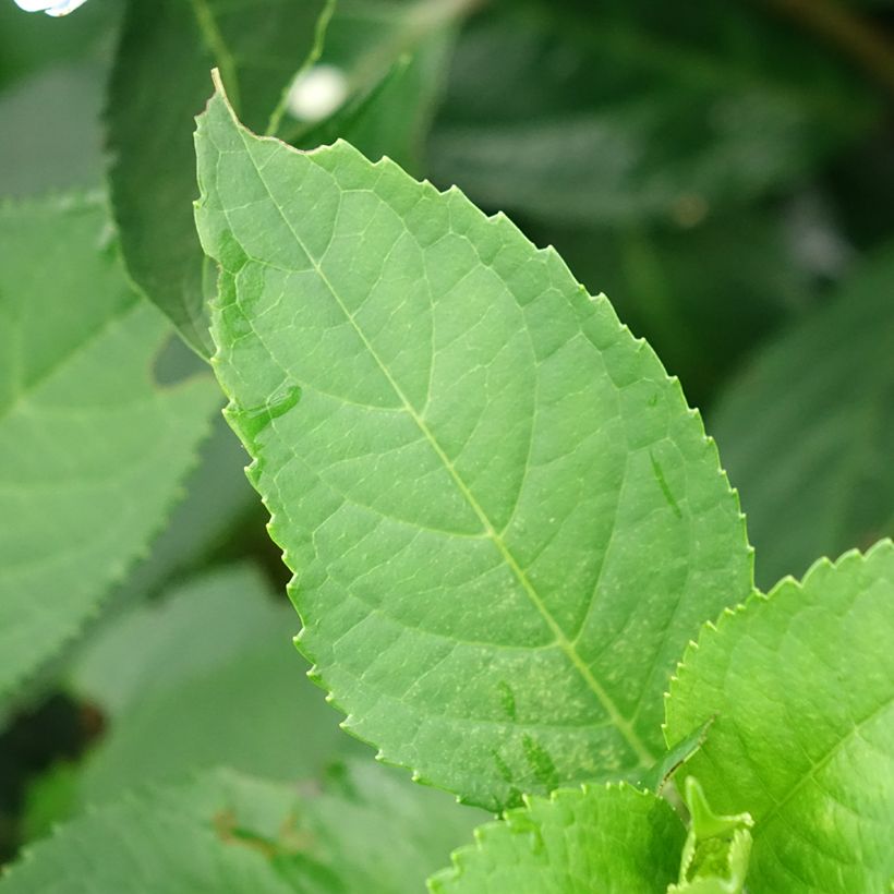 Hydrangea Renaissance - Hortensie (Laub)