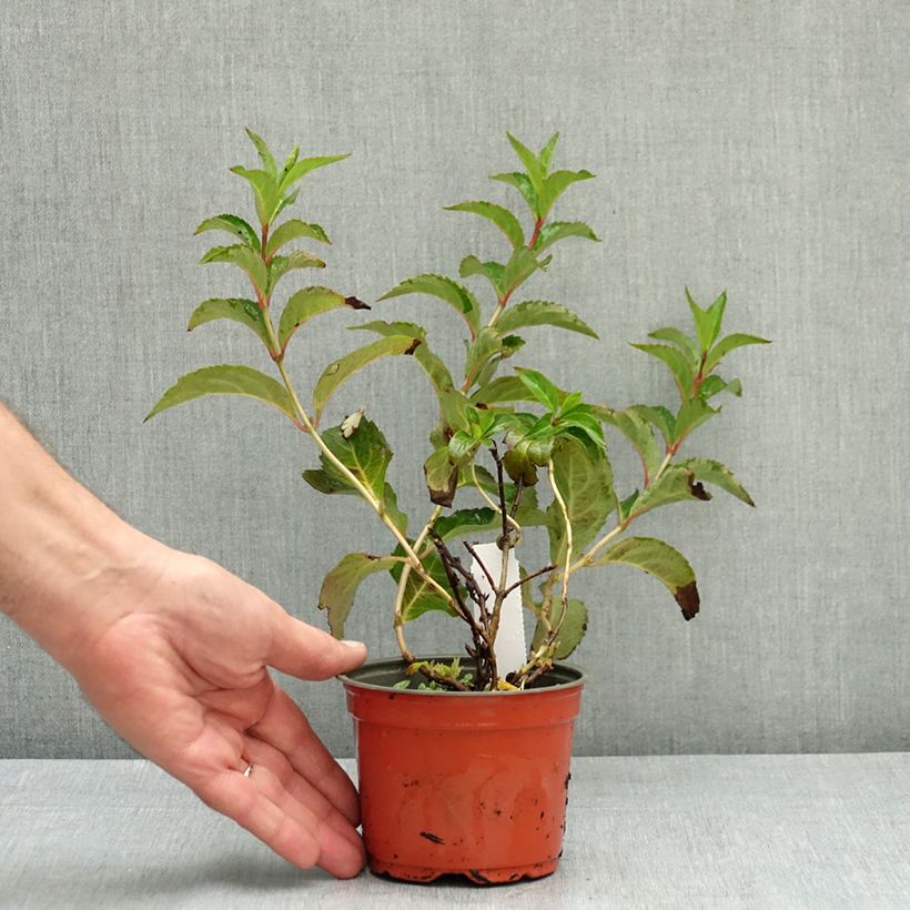 Exemplar von Hydrangea scandens First Love - Hortensie Topf 12 cm / 13 cm wie im Sommer geliefert