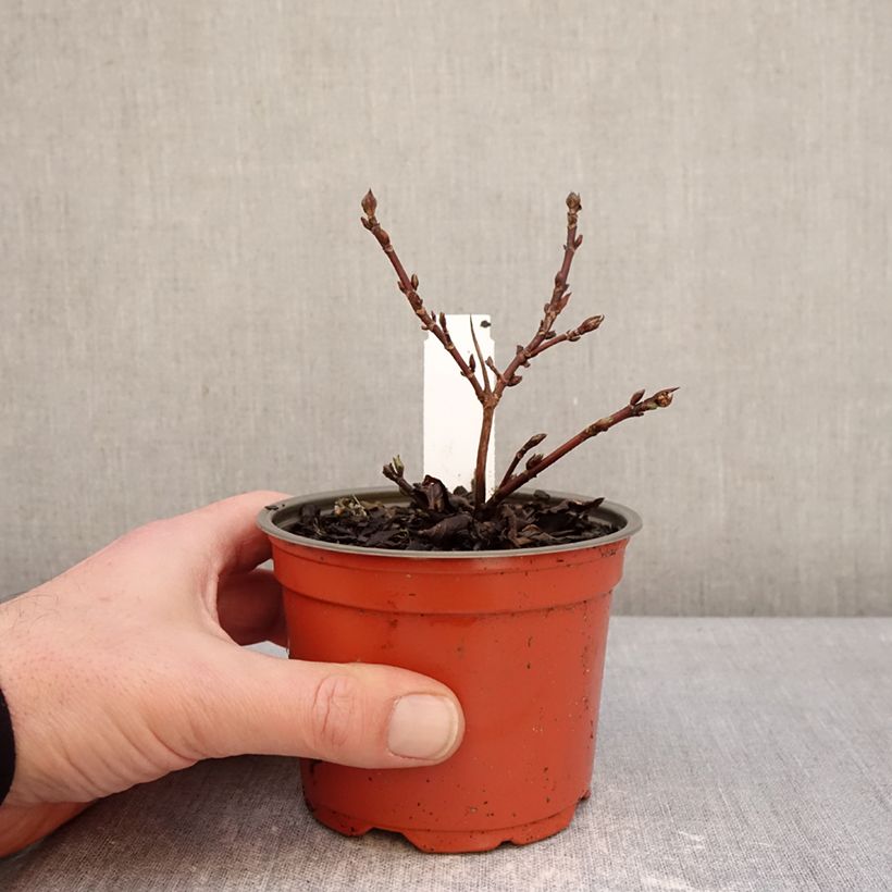 Exemplar von Hydrangea scandens First Love - Hortensie Topf 12 cm / 13 cm wie im Winter geliefert