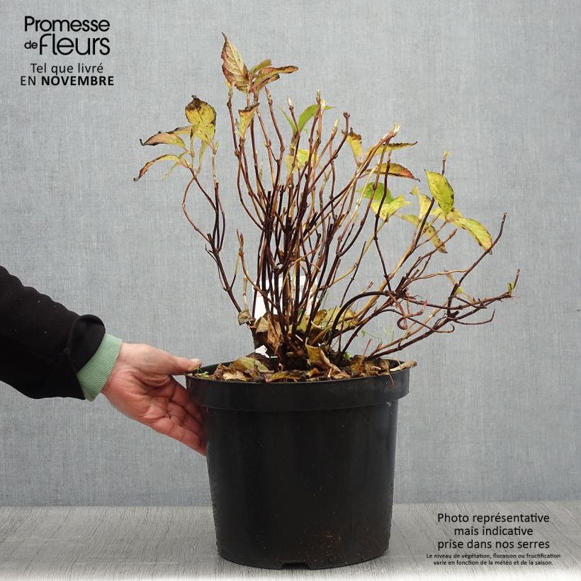 Example of Hydrangea serrata Avelroz - Tellerhortensie Topf mit 7,5L/10L as you get in automne