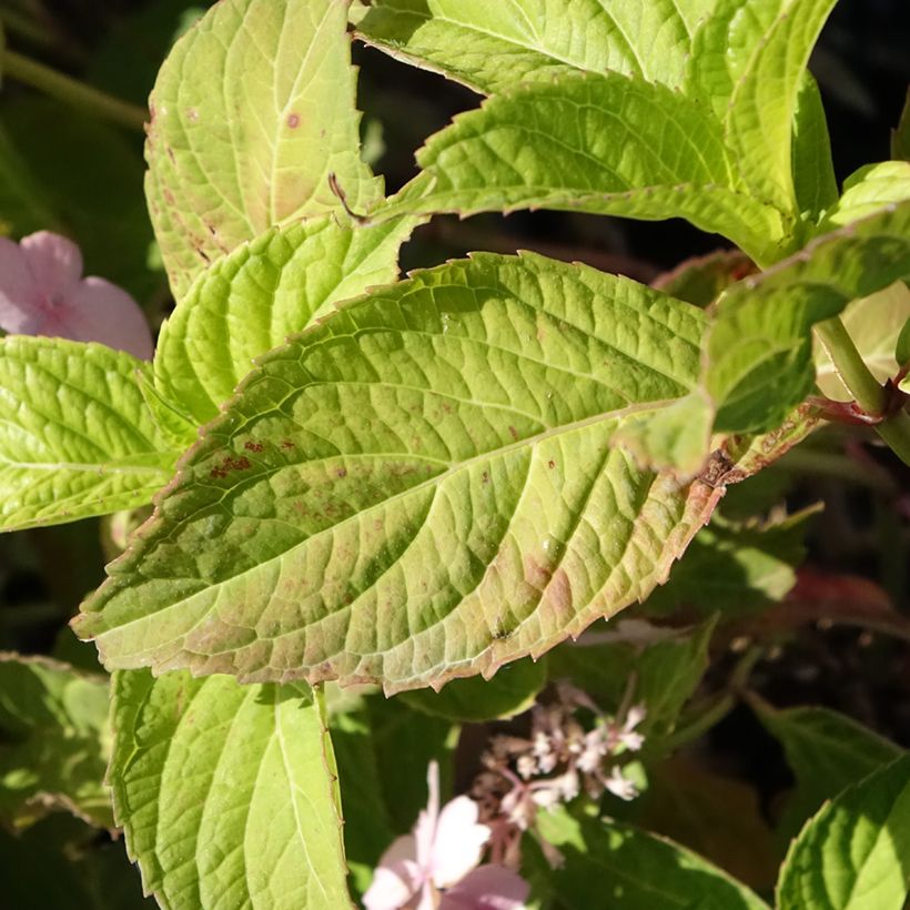 Hydrangea serrata Bleuet - Tellerhortensie (Foliage)