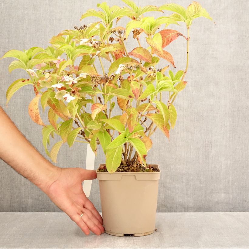 Example of Hydrangea serrata Bleuet - Tellerhortensie Topf mit 3L/4L as you get in ete