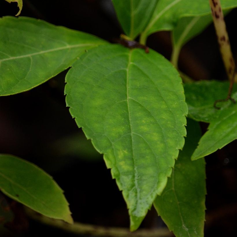 Hydrangea serrata Blue Deckle - Tellerhortensie (Foliage)