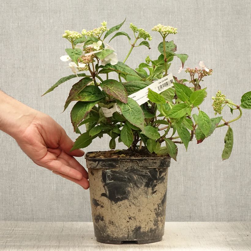 Exemplar von Hydrangea serrata Cap Sizun - Tellerhortensie Topf mit 2L/3L wie im Sommer geliefert