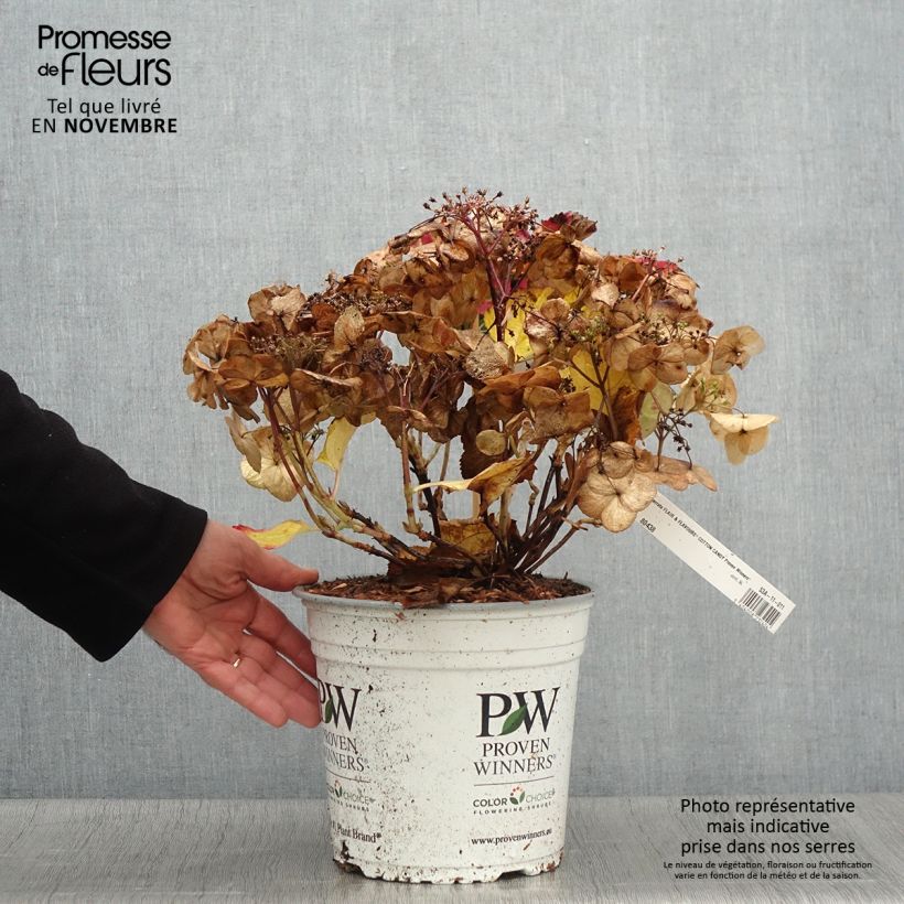 Example of Hydrangea serrata Cotton Candy - Tellerhortensie Topf mit 4L/5L as you get in automne
