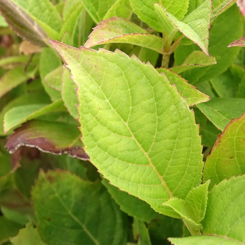 Hydrangea serrata Cotton Candy - Tellerhortensie (Foliage)