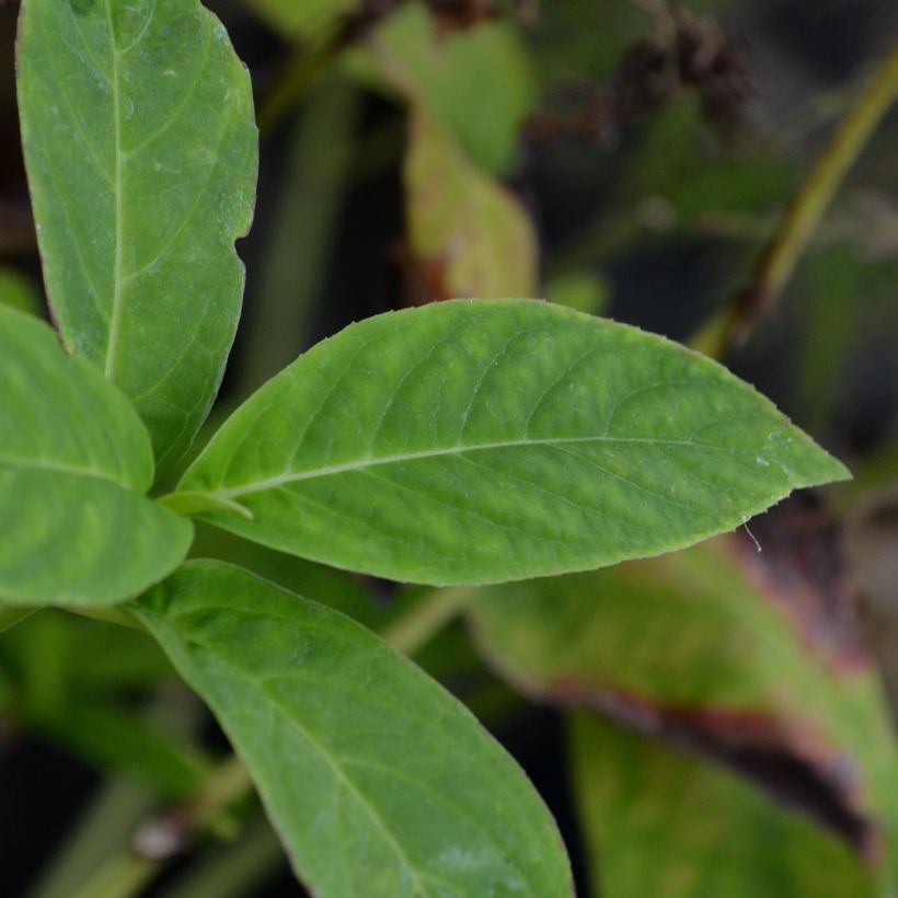 Hydrangea serrata Grayswood - Tellerhortensie (Foliage)