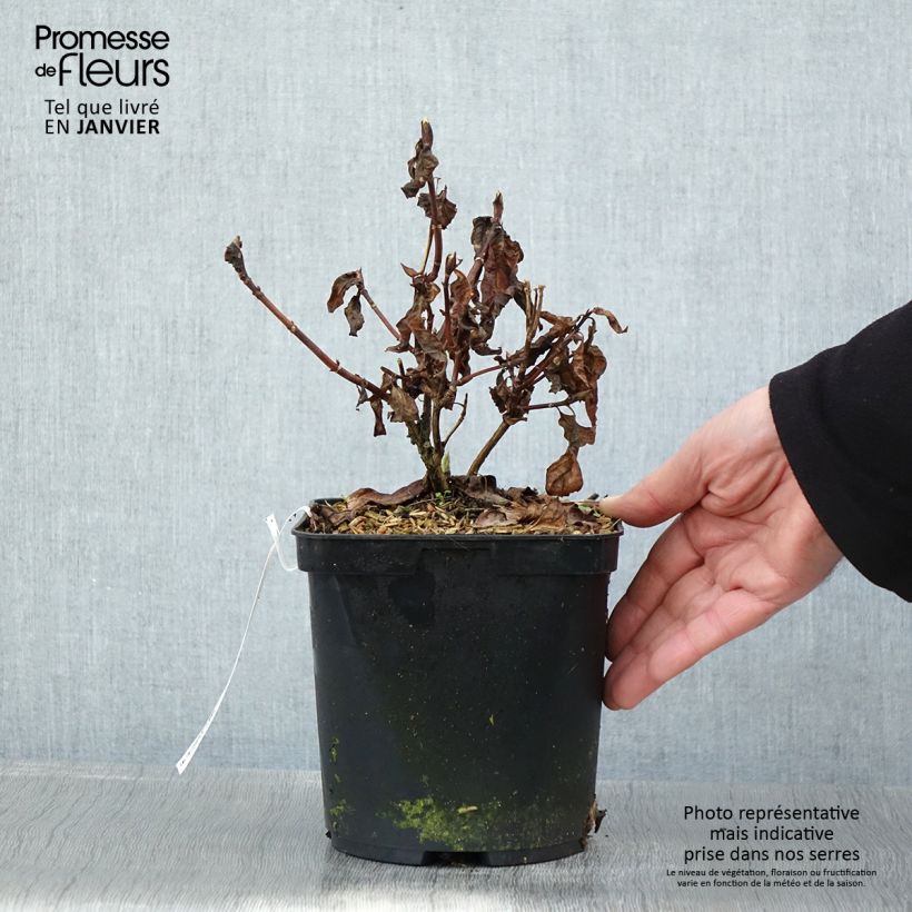 Exemplar von Hydrangea serrata Impératrice Eugénie - Tellerhortensie Topf mit 2L/3L wie im Winter geliefert