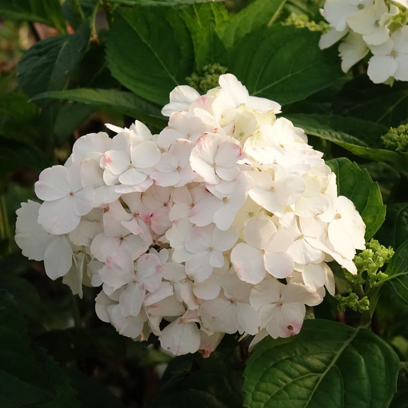 Hydrangea serrata Impératrice Eugénie - Tellerhortensie (Flowering)