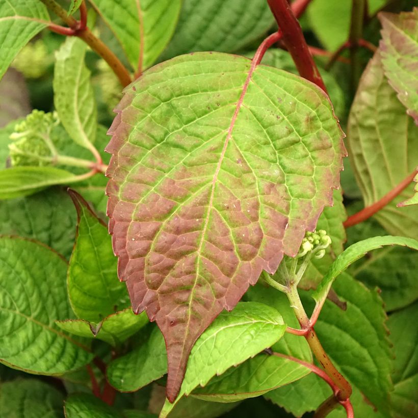 Hydrangea serrata Klaveren - Tellerhortensie (Foliage)