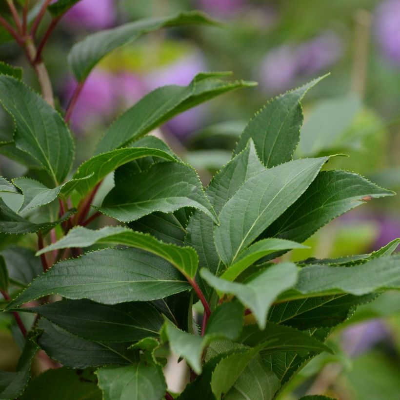 Hydrangea serrata Blue Bird - Tellerhortensie (Foliage)