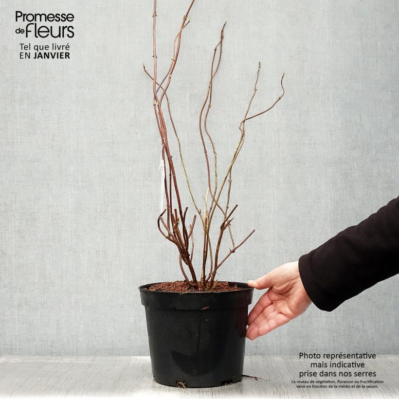 Example of Hydrangea serrata Oamacha - Tellerhortensie Topf mit 2L/3L as you get in hiver