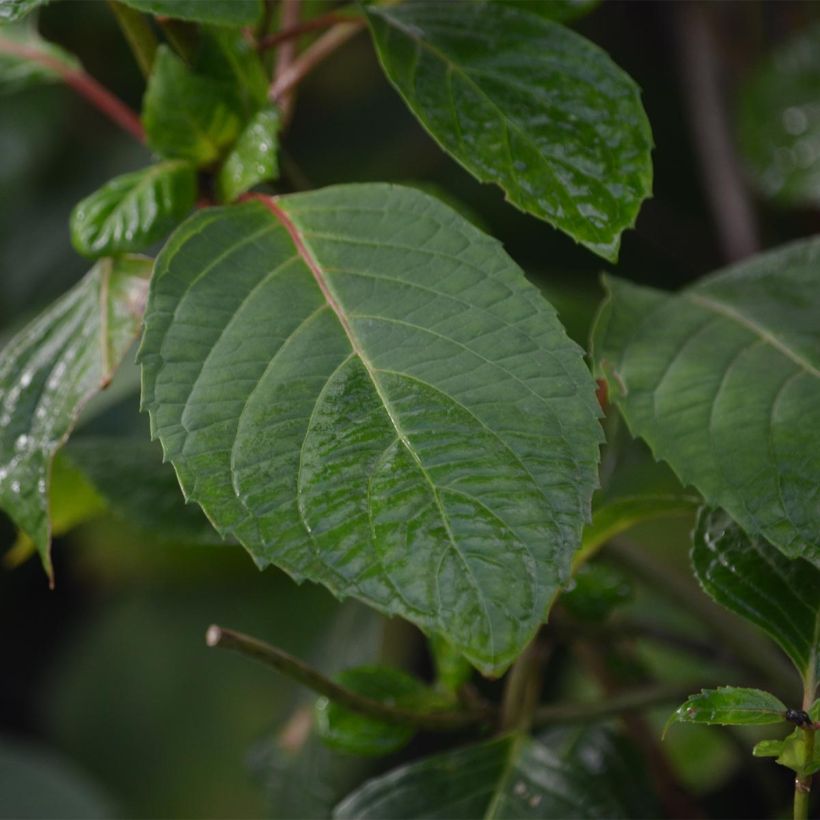 Hydrangea serrata Precioza - Tellerhortensie (Foliage)
