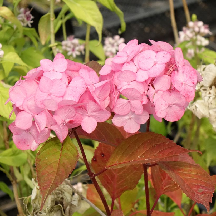 Hydrangea serrata Precioza - Tellerhortensie (Flowering)