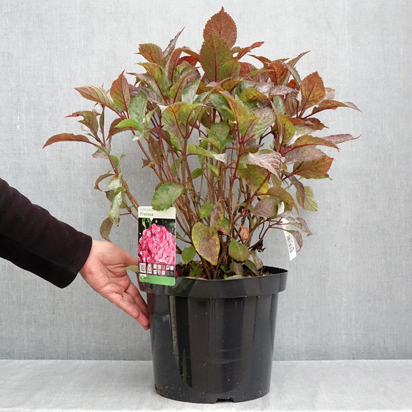 Exemplar von Hydrangea serrata Precioza - Tellerhortensie Topf mit 7,5L/10L wie im Herbst geliefert