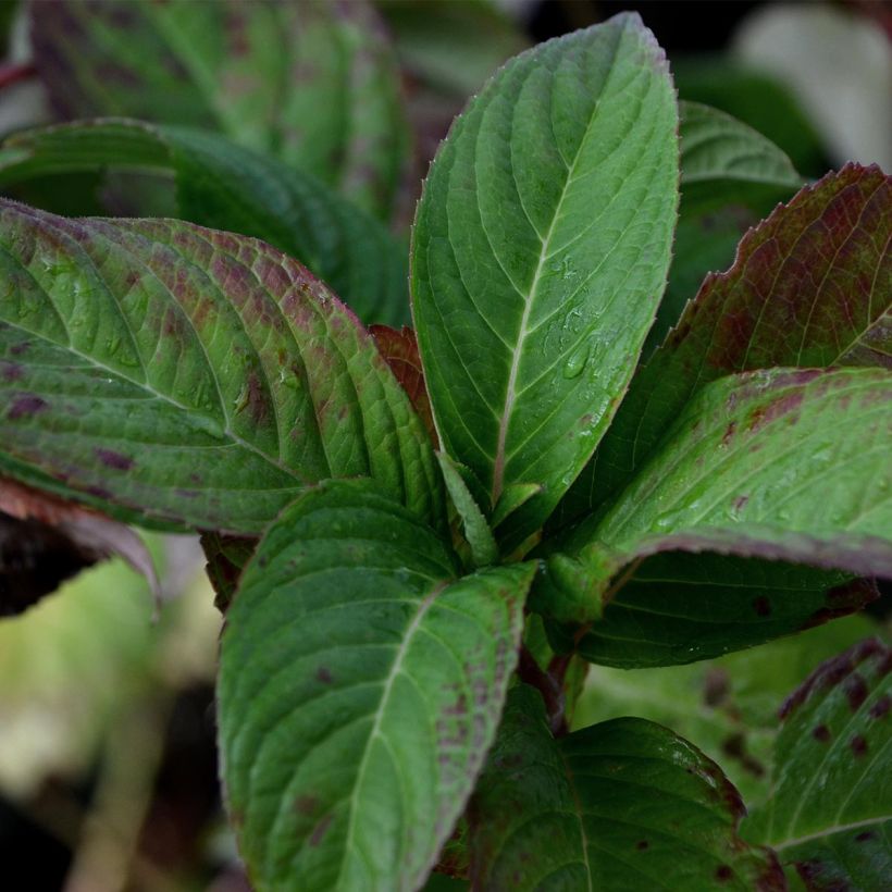Hydrangea serrata Santiago - Tellerhortensie (Foliage)