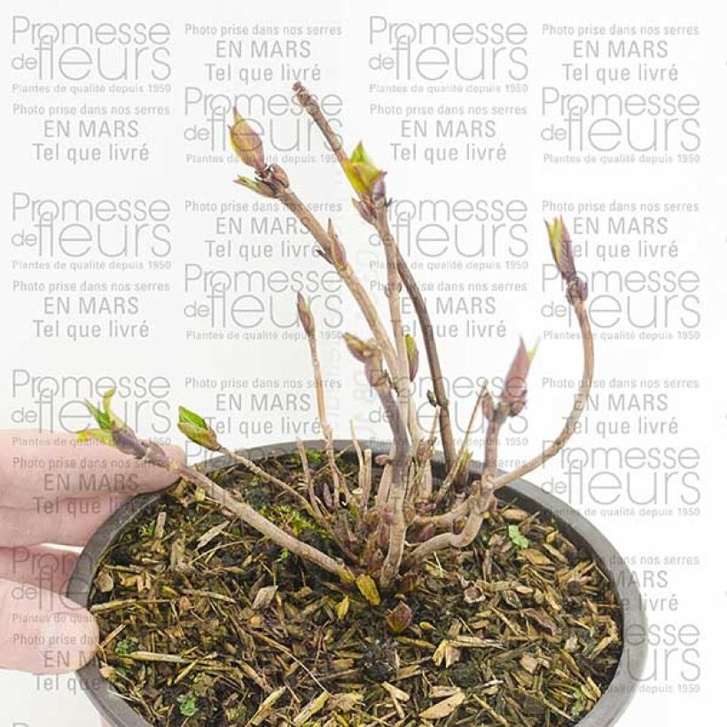 Example of Hydrangea serrata Santiago - Tellerhortensie Topf mit 2L/3L as you get