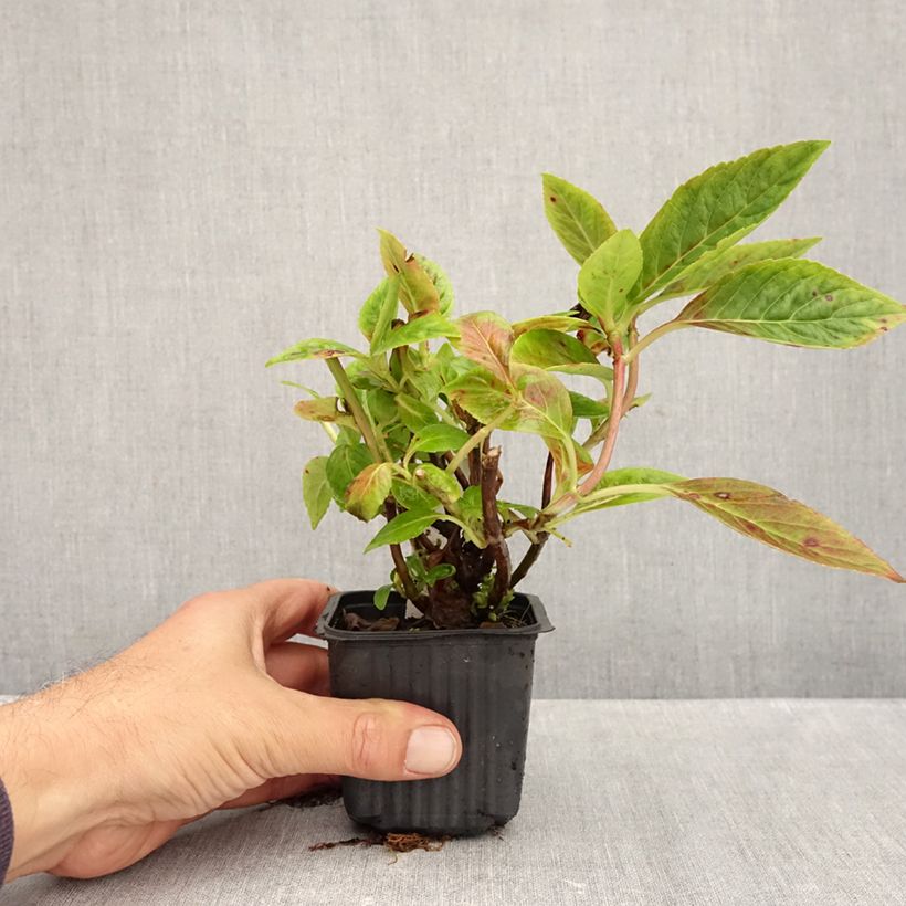 Exemplar von Hydrangea serrata Summer Glow - Tellerhortensie Kleine Töpfe von 8/9 cm wie im Herbst geliefert