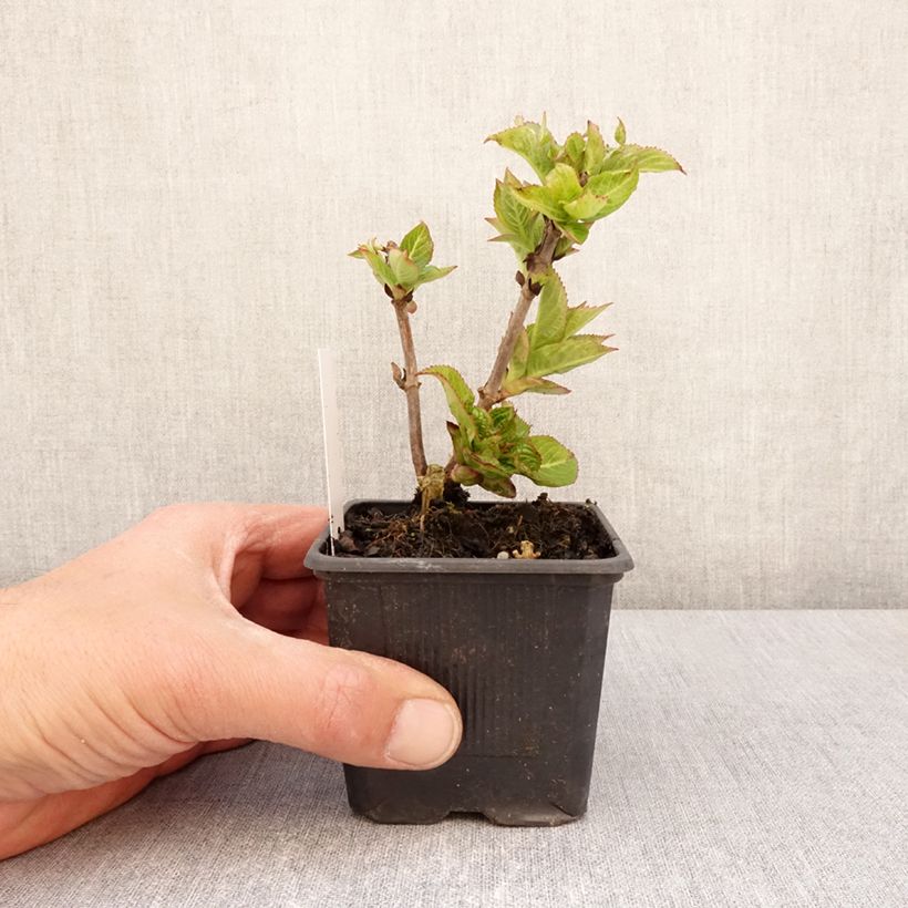 Exemplar von Hydrangea serrata Summer Glow - Tellerhortensie Kleine Töpfe von 8/9 cm wie im Frühjahr geliefert