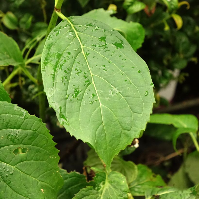 Hydrangea serrata Vicomte de Kerlot - Tellerhortensie (Foliage)