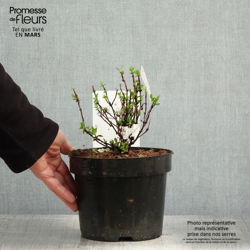 Exemplar von Hydrangea serrata White on White - Tellerhortensie Topf mit 3L/4L wie im Frühjahr geliefert