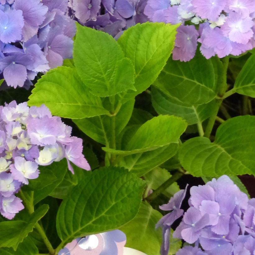 Hydrangea macrophylla L.A Dreamin - Bauernhortensie (Foliage)