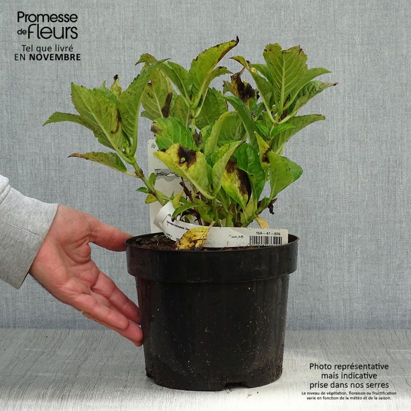 Example of Hydrangea macrophylla Alpenglühen - Bauernhortensie Topf mit 2L/3L as you get in automne