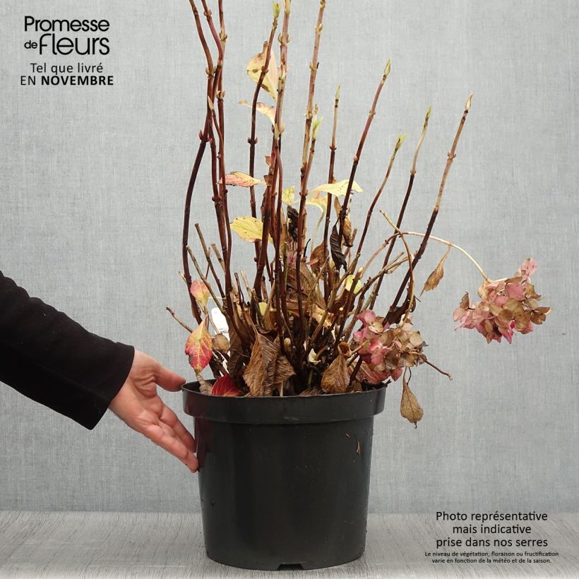 Example of Hydrangea macrophylla Alpenglühen - Bauernhortensie Topf mit 7,5L/10L as you get in automne