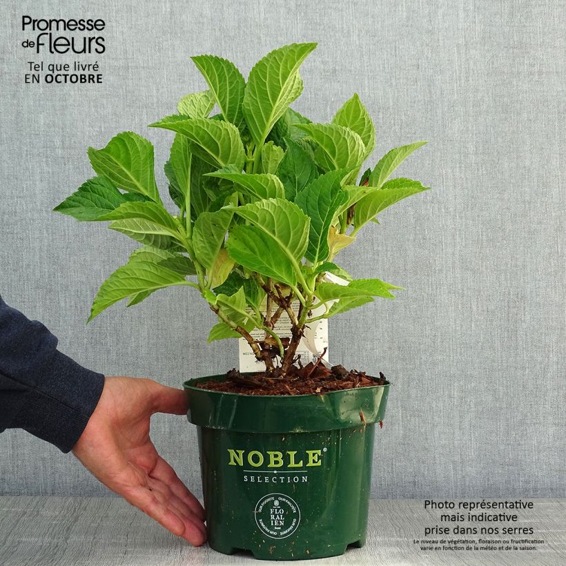 Example of Hydrangea macrophylla Belle Séduction - Bauernhortensie Topf mit 3L/4L as you get in automne