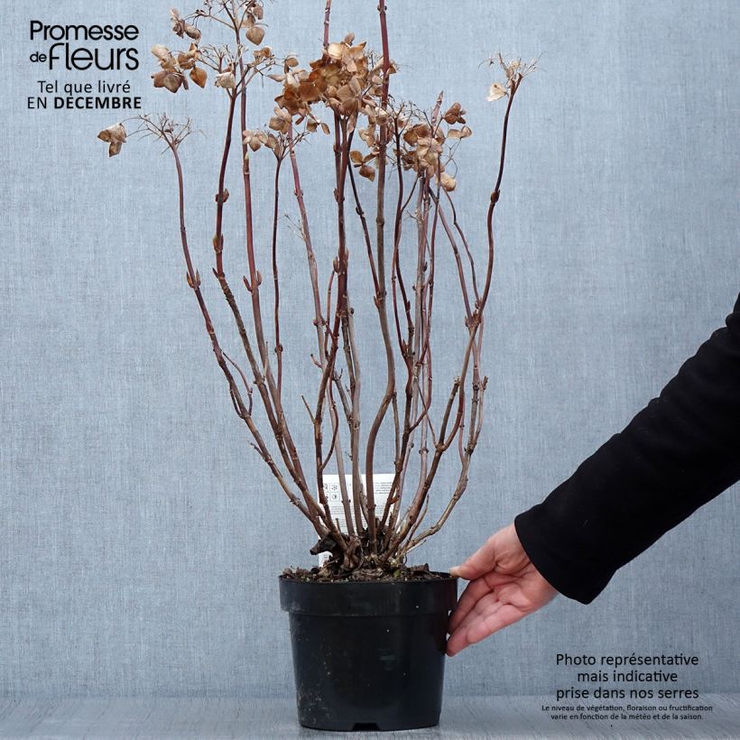 Example of Hydrangea macrophylla Cloudi - Bauernhortensie Topf mit 3L/4L as you get in automne