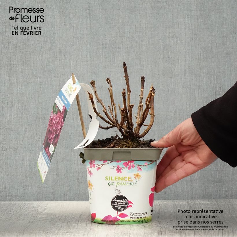 Exemplar von Hydrangea macrophylla Constellation - Bauernhortensie Topf mit 2L/3L wie im Winter geliefert