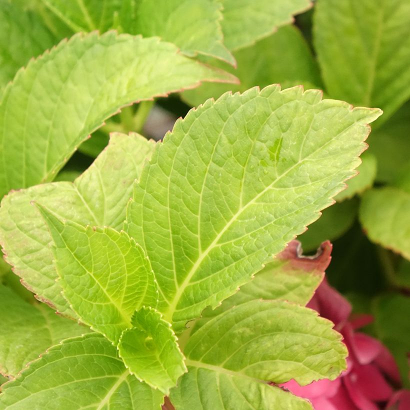 Hydrangea macrophylla Eughen Hahn - Bauernhortensie (Foliage)