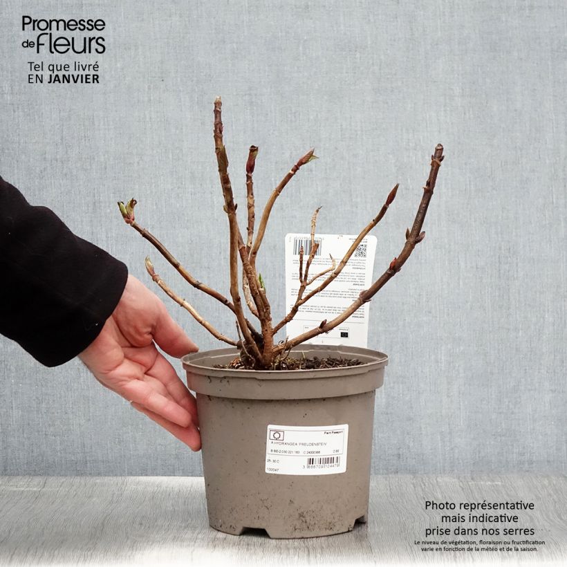 Example of Hydrangea Freudenstein - Bauernhortensie Topf mit 2L/3L as you get in hiver