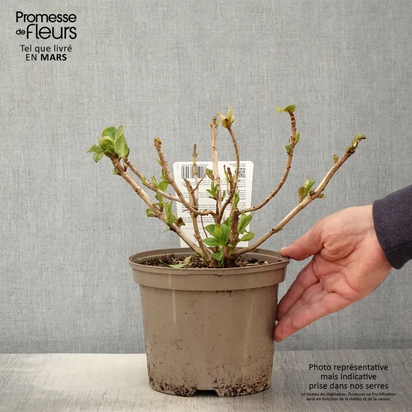 Exemplar von Hydrangea Freudenstein - Bauernhortensie Topf mit 2L/3L wie im Frühjahr geliefert