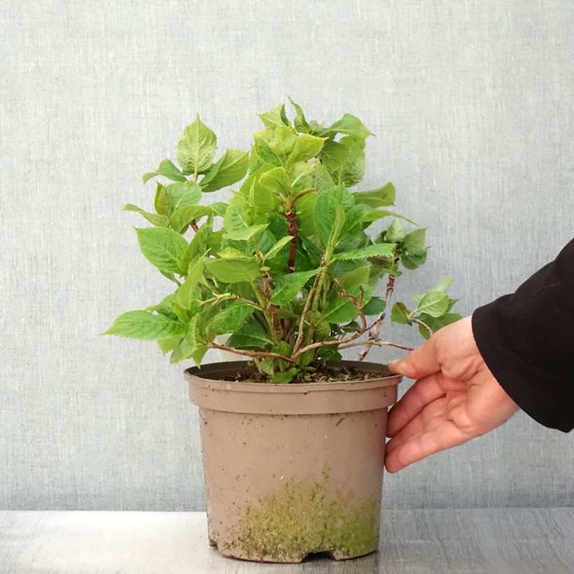 Exemplar von Hydrangea macrophylla Lanarth White - Bauernhortensie Topf mit 2L/3L wie im Frühjahr geliefert