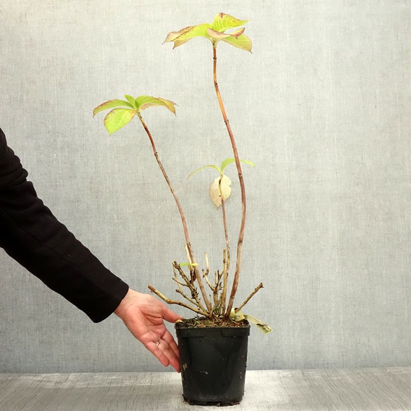 Example of Hydrangea macrophylla Madame Plumecoq - Bauernhortensie Topf mit 2L/3L as you get in automne