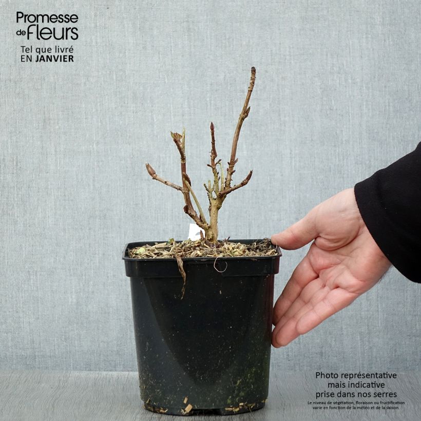 Exemplar von Hydrangea macrophylla Madame Plumecoq - Bauernhortensie Topf mit 2L/3L wie im Winter geliefert