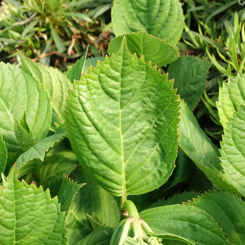 Hydrangea macrophylla Madame Plumecoq - Bauernhortensie (Foliage)